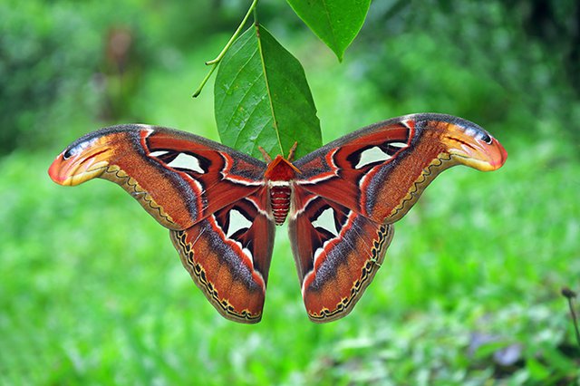 Atlasspinner - Schmetterling