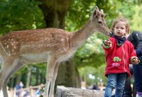 Damwild füttern im Freigehege